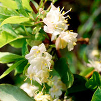 Honeysuckle Sweetest Plant