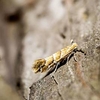 Horse Chestnut Leafminer Trap / Replacement Lure