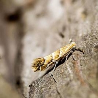 Horse Chestnut Leafminer Trap / Replacement Lure