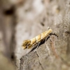 Horse Chestnut Leafminer Trap