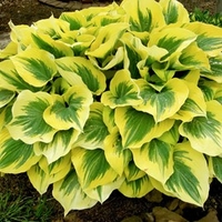 Hosta Liberty