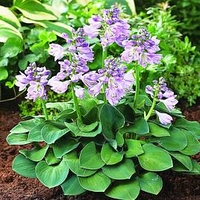 Hosta Plant - Blue Mouse Ears