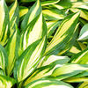 Hosta Plant - Cherry Berry
