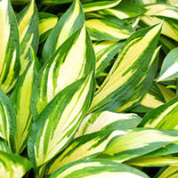 Hosta Plant - Cherry Berry