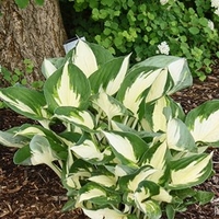 Hosta Plant - Fire & Ice