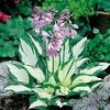 Hosta Plant - Fire and Ice