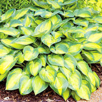 Hosta Plant - June