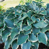 Hosta Plant - Regal Splendor
