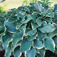 Hosta Plant - Regal Splendor