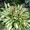 Hosta Plants - Cherry Berry