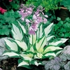 Hosta Plants - Fire and Ice