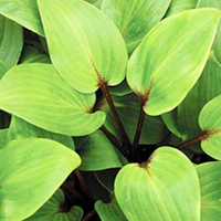 Hosta Plants - Mixed x 3
