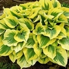Hosta Potted Plant - Liberty