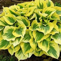 Hosta Potted Plant - Liberty