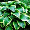 Hosta Queen Josephine Plant