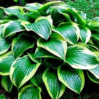 Hosta Queen Josephine Plant