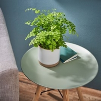 Houseplant Adiantum raddi. Fragrans Maidenhead Fern
