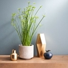 Houseplant Cyperus Haspan