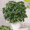Houseplant Radermachera Sinica