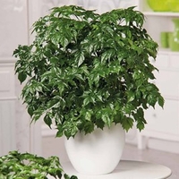 Houseplant Radermachera Sinica