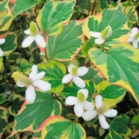 Houttuynia cordata Plants - Chameleon