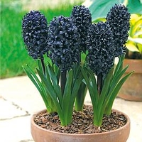 Hyacinth Bulb - Midnight Mystic
