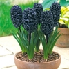 Hyacinth Bulb - Midnight Mystic