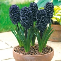 Hyacinth Bulb - Midnight Mystic