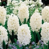 Hyacinth Bulbs - Carnegie