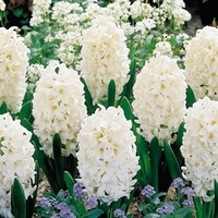 Hyacinth Bulbs - Carnegie