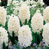 Hyacinth Bulbs - Carnegie