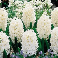 Hyacinth Bulbs - Carnegie
