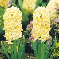 Hyacinth Bulbs - City of Haarlem