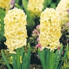 Hyacinth Bulbs - City of Haarlem
