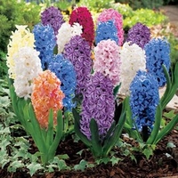 Hyacinth Bulbs - Collection