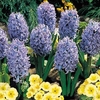 Hyacinth Bulbs - Delft Blue