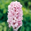 Hyacinth Bulbs - Fondant