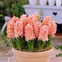 Hyacinth Bulbs - Gypsy Queen