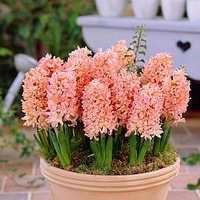 Hyacinth Bulbs - Gypsy Queen