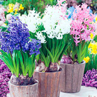 Hyacinth Bulbs - Multi-stemmed