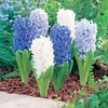 Hyacinth Bulbs - Ocean Mix