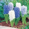 Hyacinth Bulbs - Ocean Mix