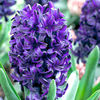 Hyacinth Bulbs - Pacific Ocean