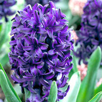 Hyacinth Bulbs - Pacific Ocean
