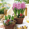 Hyacinth Bulbs - Pink