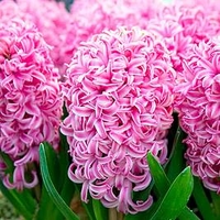Hyacinth Bulbs - Pink Pearl