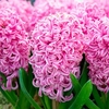Hyacinth Bulbs - Pink Pearl