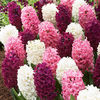 Hyacinth Bulbs - Pretty in Pink