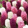 Hyacinth Bulbs - Pretty in Pink