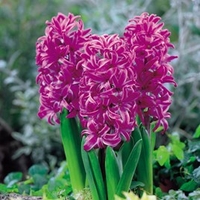 Hyacinth Bulbs - Purple Sensation
